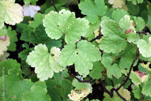 Closeup of Redcurrant leaves, Derbyshire England 