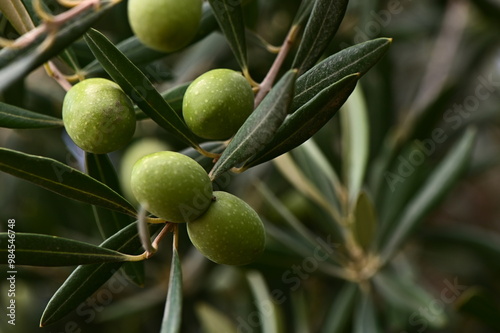 A close-up photo of ripe green olives hanging from a branch of an olive tree