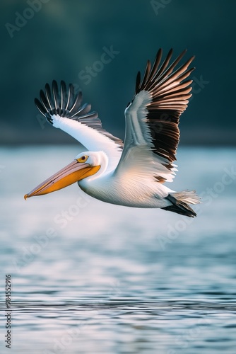 pelican flying 