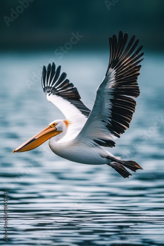 pelican in flight