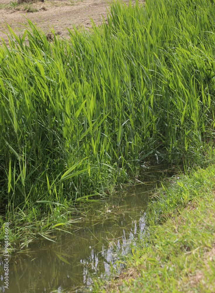 water of the Fossoe a reed bed of green reeds of aquatic plants water of the Fossoe a reed bed of green reeds of aquatic plants