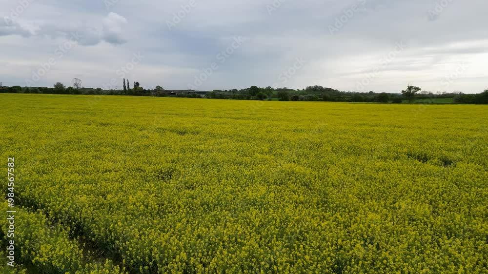 Chesterton windmill disappearing behind a blooming rapeseed field Chesterton windmill disappearing behind a blooming rapeseed field