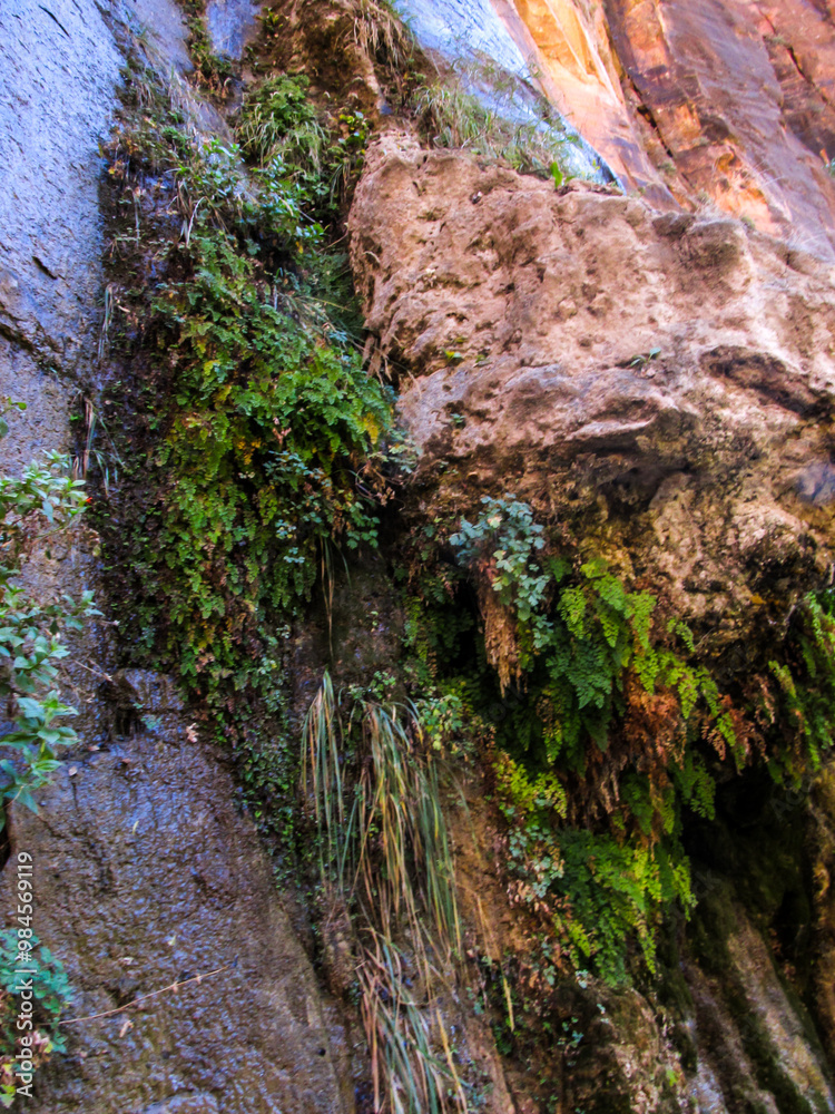 A hanging garden of ferns and mosses growing on the porous sandstone rock forming the Canyon Walls of Zion Canyon in Utah. A hanging garden of ferns and mosses growing on the porous sandstone rock forming the Canyon Walls of Zion Canyon in Utah.