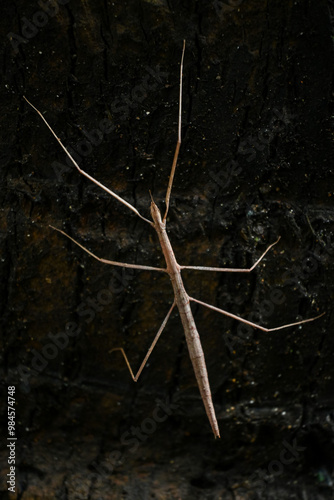 A brown stick insect (Diapheromera femorata) on a Dark background  perfect example of mimicry photo