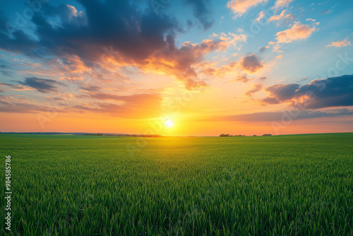 green agriculture field with the sunset in the horizon