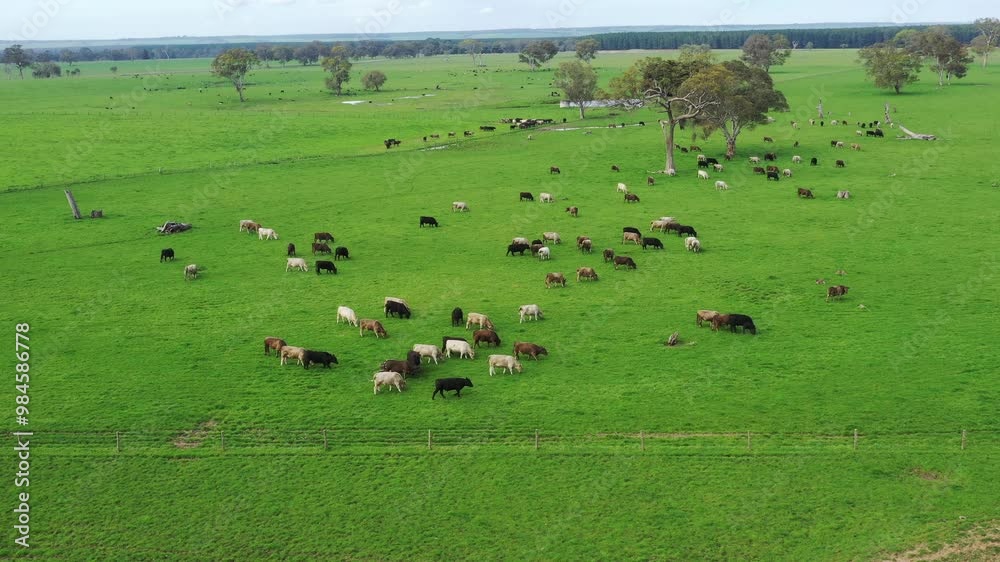 Angus and Murray Grey Cows eating pasture in Australia. Angus and Murray Grey Cows eating pasture in Australia.