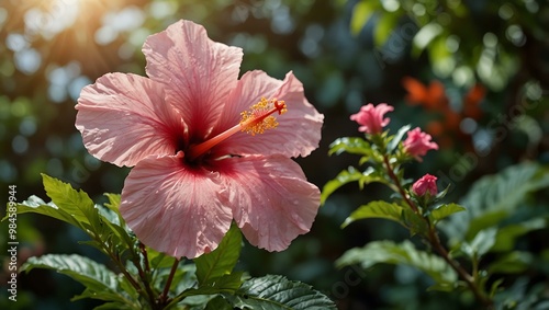 Pink hibiscus flower blooming in a sunlit tropical garden.