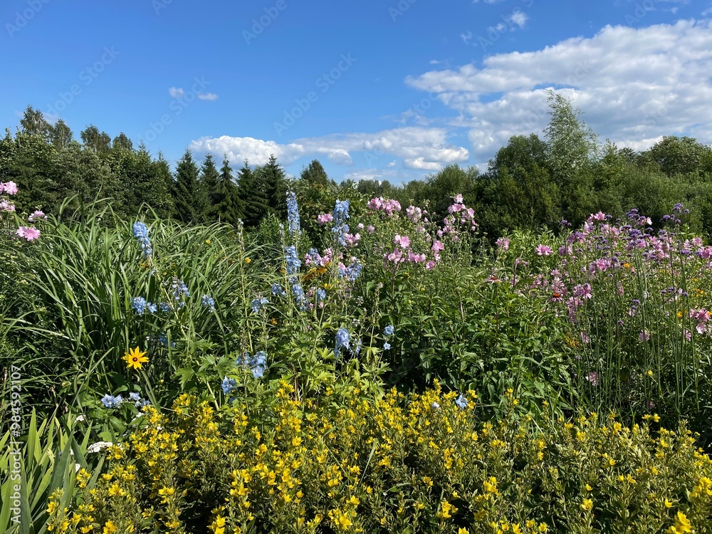 Fototapeta premium field of wildflowers