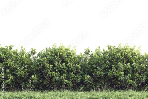 A person standing near a dense thorny barrier photo