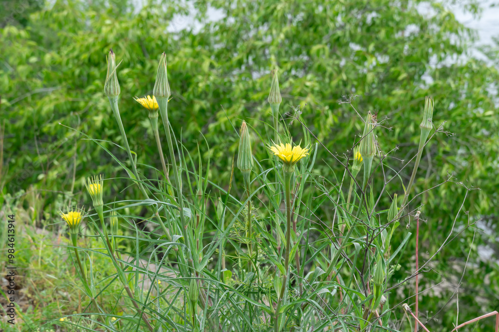 Yellow flowers of salsify grow and blossom in meadow close-up. Wildflower tragopogon dubius is biennial plant of asteraceae family. Goat's beard on springtime in bloom. Plant stem of yellow salsify. Yellow flowers of salsify grow and blossom in meadow close-up. Wildflower tragopogon dubius is biennial plant of asteraceae family. Goat's beard on springtime in bloom. Plant stem of yellow salsify.