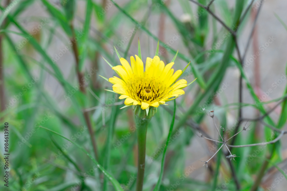 Yellow flowers of salsify grow and blossom in meadow close-up. Wildflower tragopogon dubius is biennial plant of asteraceae family. Goat's beard on springtime in bloom. Plant stem of yellow salsify. Yellow flowers of salsify grow and blossom in meadow close-up. Wildflower tragopogon dubius is biennial plant of asteraceae family. Goat's beard on springtime in bloom. Plant stem of yellow salsify.