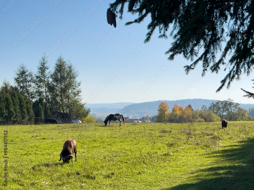 Horses grazing in a meadow in the Carpathian Mountains Horses grazing in a meadow in the Carpathian Mountains