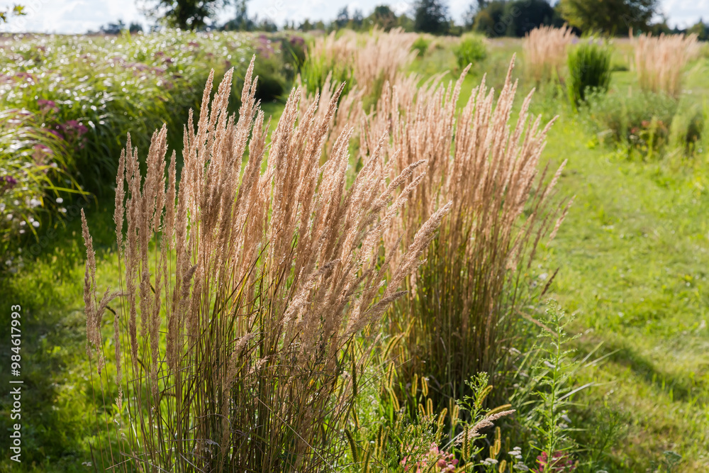 Bushes of tall grass with dry ears against other grass