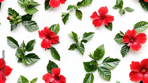 Red hibiscus flower with green leaves isolated on a white background top view