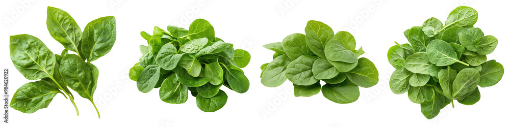 Sorrel - Tangy and lemony great in soups Isolated on Clear White Background Highly Detailed Sorrel - Tangy and lemony great in soups Isolated on Clear White Background Highly Detailed