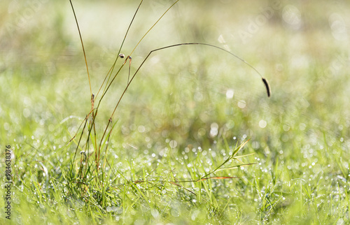 Green grass in a meadow with water droplets on a sunny summer day, natural background with copy space for text photo