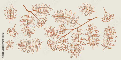 Rowan branch line art illustration set. Hand drawn graphic. Cute one color doodle of fall element. Autumn leaves and berries sketch.