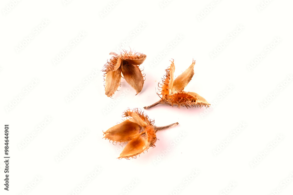 Close-up of a group of three edged beechnuts with their fruit shells lying on a white table Close-up of a group of three edged beechnuts with their fruit shells lying on a white table