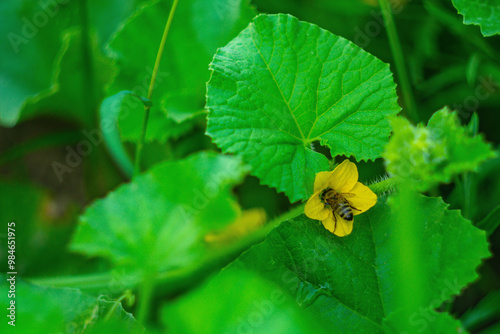 Hardworking bee collecting pollen while sinking head deep into yellow flowering flower melon plant close-up against blurred green background of summer orchard. Diligent working insects in nature. photo