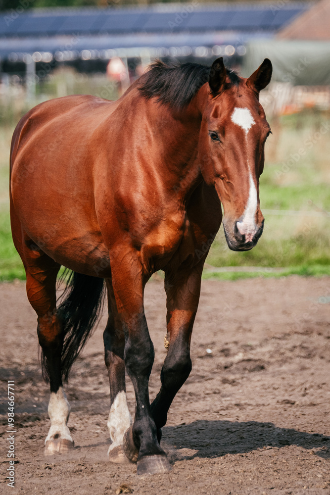 Walking KWPN horse with bay coat in pasture Walking KWPN horse with bay coat in pasture
