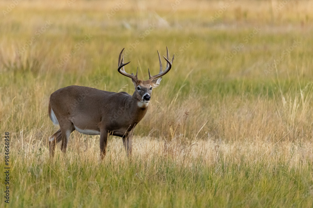 Buck in Rocky Mountain Arsenal National Wildlife Refuge, Denver Colorado Wildlife Refuge Buck in Rocky Mountain Arsenal National Wildlife Refuge, Denver Colorado Wildlife Refuge