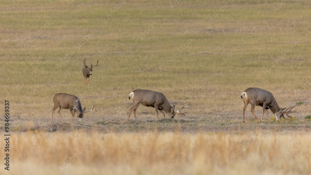 Herd of Buck Deer in Denver Colorado, Commerce CIty Rocky Mountain Arsenal National Wildlife Refuge Herd of Buck Deer in Denver Colorado, Commerce CIty Rocky Mountain Arsenal National Wildlife Refuge