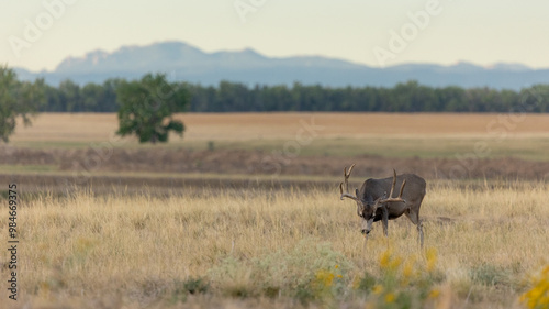 Buck in Commerce City Colorado, Rocky Mountain Arsenal National Wildlife Refuge