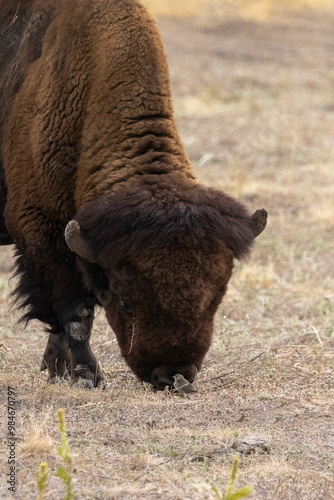 Buffalo and Bird, Buffalo Sniffing Little Bird, Rocky Mountain Arsenal National Wildlife Refuge