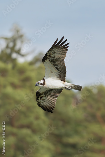 Osprey - Pandion haliaetus also called sea hawk, river hawk, and fish hawk with spread wings in flight with green trees in background. Photo from nearby Mragowo in Mazuria in Poland. Vertical.