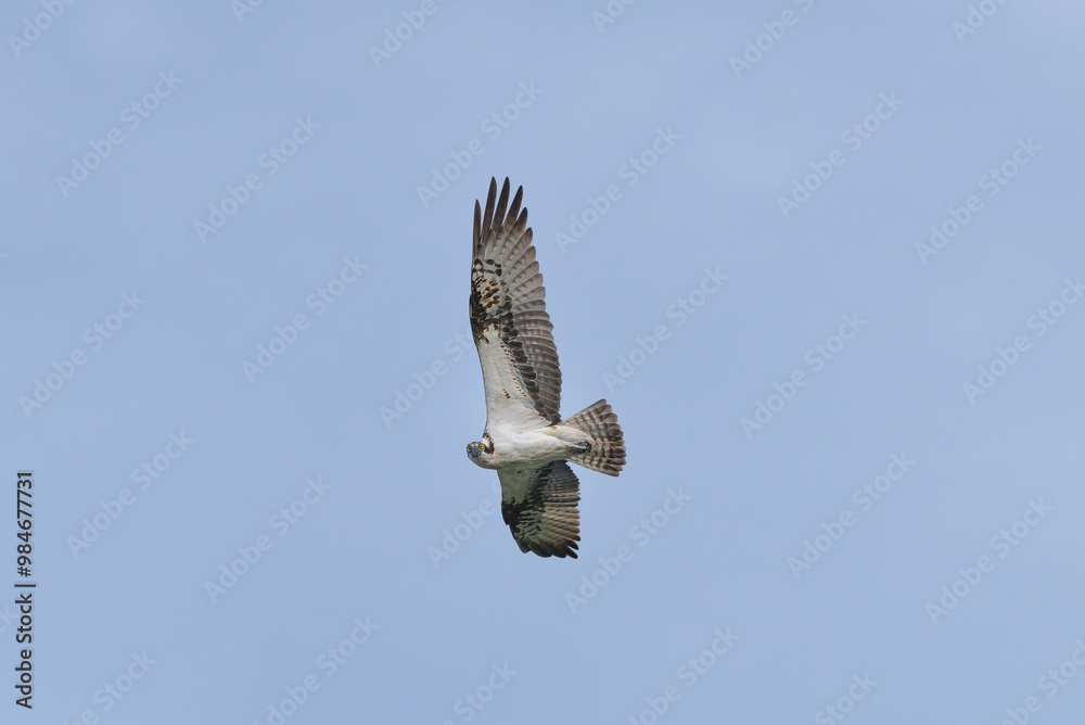 Obraz premium Osprey - Pandion haliaetus also called sea hawk, river hawk, and fish hawk with spred wings in flight with blue sky in background. Photo from nearby Mragowo in Mazuria in Poland. 