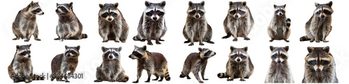 Group of raccoons with various poses sitting standing isolated on transparent background