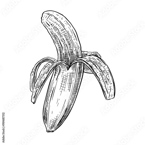 banana vector line art illustration