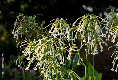 Flowering tobacco blossoms with a dark background.  photo