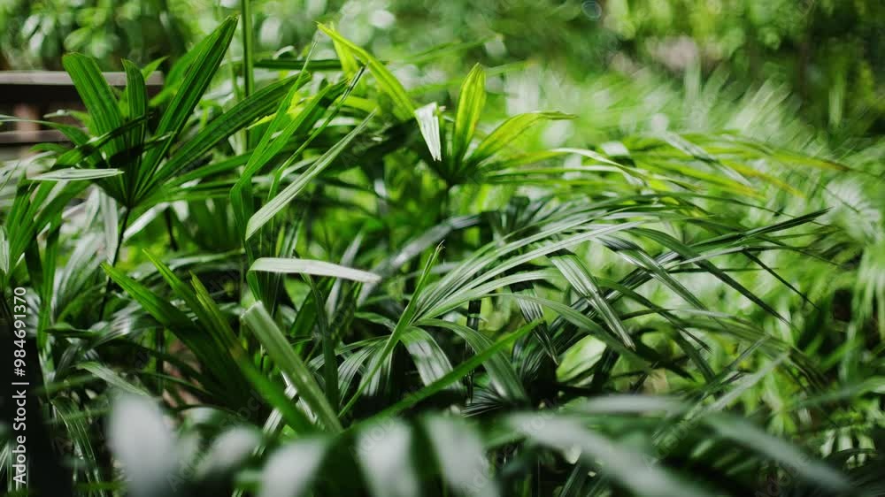Bright tropical greens in the jungle forest equatorial climate. Background with unusual plant foliage swaying. Natural texture with juicy leaves. Bright tropical greens in the jungle forest equatorial climate. Background with unusual plant foliage swaying. Natural texture with juicy leaves.