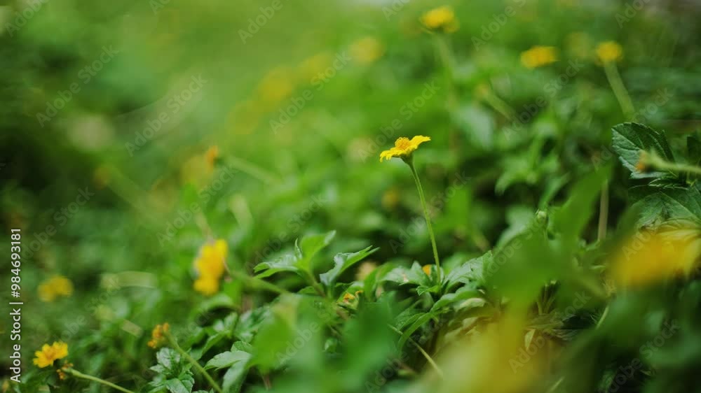 Yellow Flower Concept: nature, flowers, spring, biology, fauna, environment, ecosystem