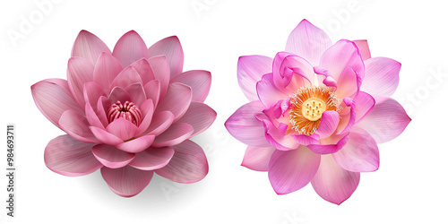 Close-up of Pink Lotus Flower in Full Bloom on a transparent background