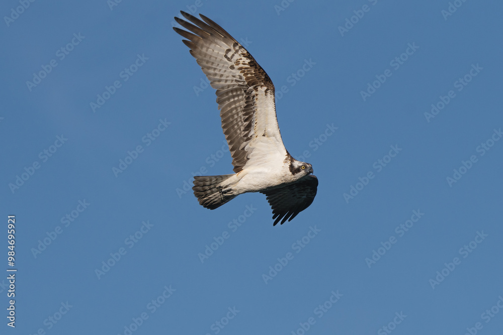 Obraz premium Osprey - Pandion haliaetus also called sea hawk, river hawk, and fish hawk with spred wings in flight with blue sky in background. Photo from nearby Mragowo in Mazuria in Poland. Isolated.