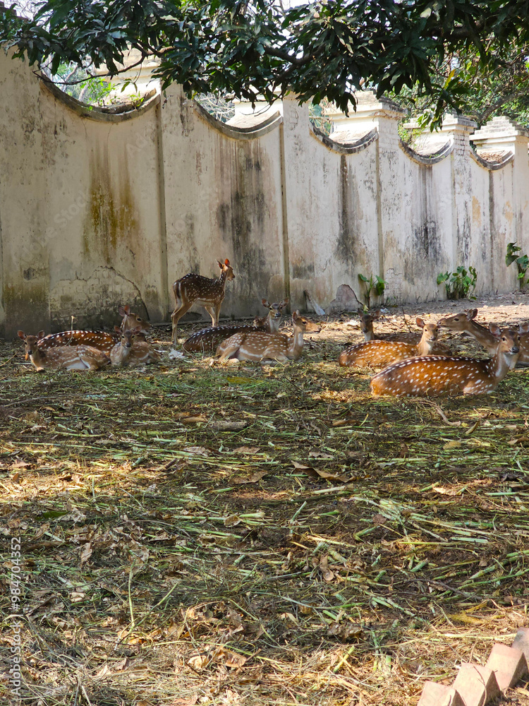 spotted deer stand alert in dry, leafy clearing weathered wall behind them.