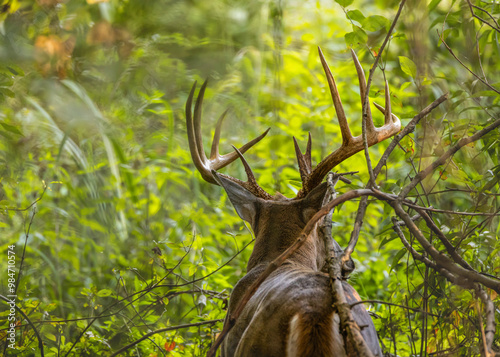 Deer Blending in to the brush