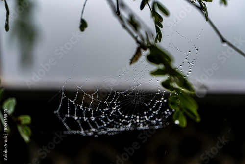 Spider webs with dewdrops hanging from leaves.