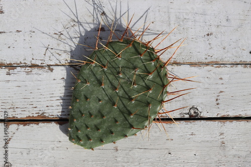 kaktus opuncja Opuntia humifusa NEW JERSEY sadzonka photo