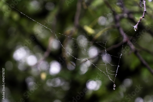 Spider webs with dewdrops hanging from tree branches.