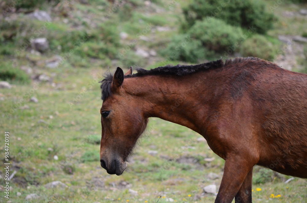 Fototapeta premium Brown Horse in Profile Grazing in a Natural Landscape 