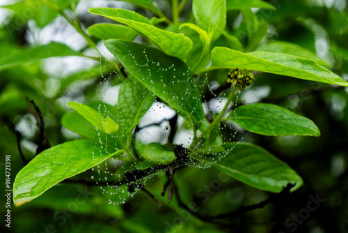 Spider webs with dewdrops hanging from leaves. Small spider in middle of wbs.