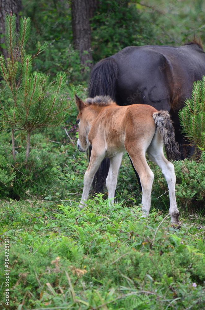 Fototapeta premium Foal Walking Behind Mare in a Forested Area 