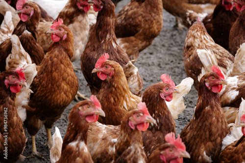 group of free-range brown chicken on a farm
