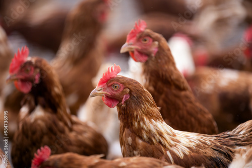 group of free-range brown chicken on a farm