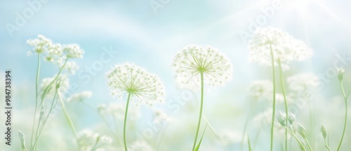 A field of white flowers with a blue sky in the background