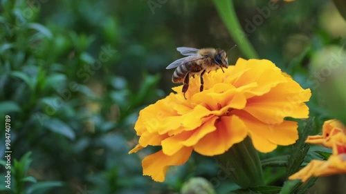 A close-up view of a bee collecting nectar from a vibrant orange flower in a sunny garden setting during springtime