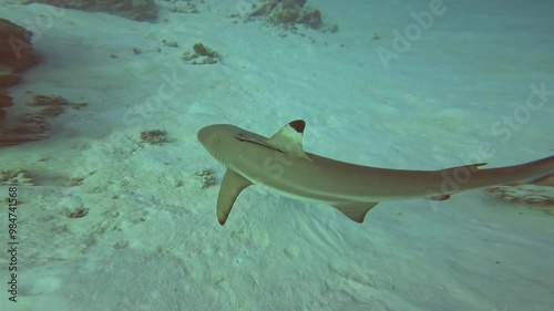 Wallpaper Mural Fish in the sea Torontodigital.ca